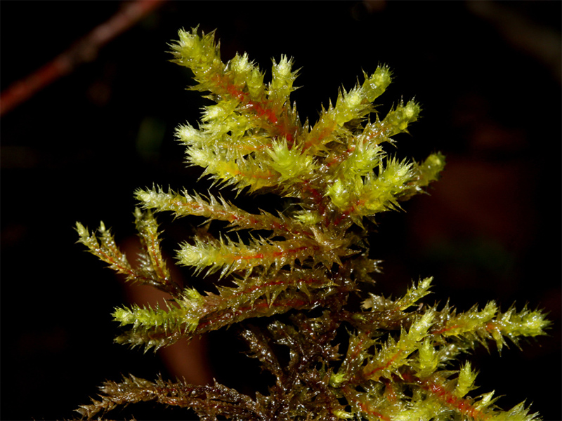 Rhytidiadelphus triquetrus